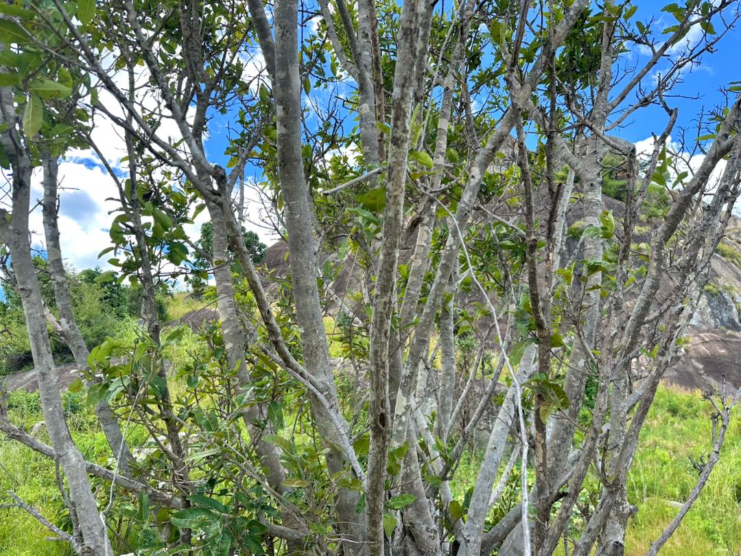 Tree branches framing the rocky landscape beyond