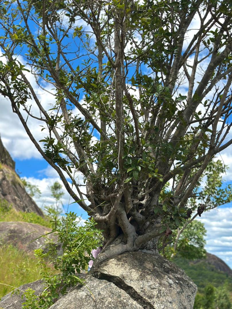 Tree growing from a granite boulder