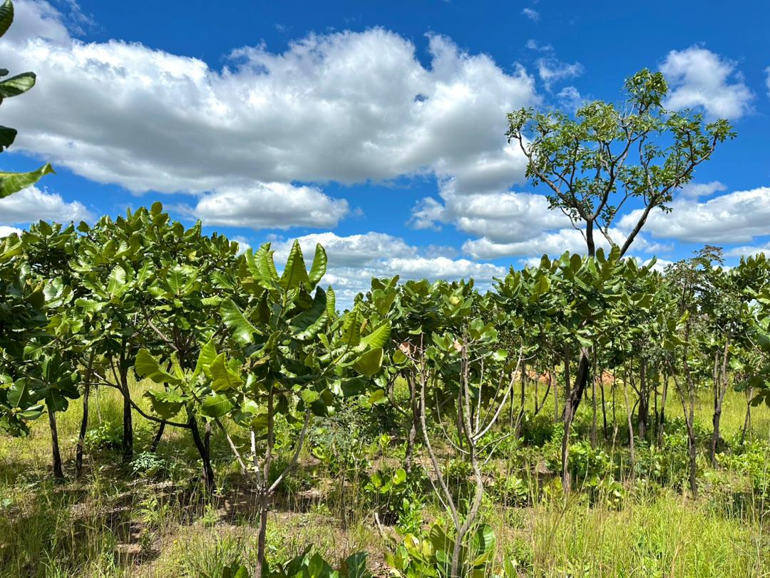 Greening Initiatives