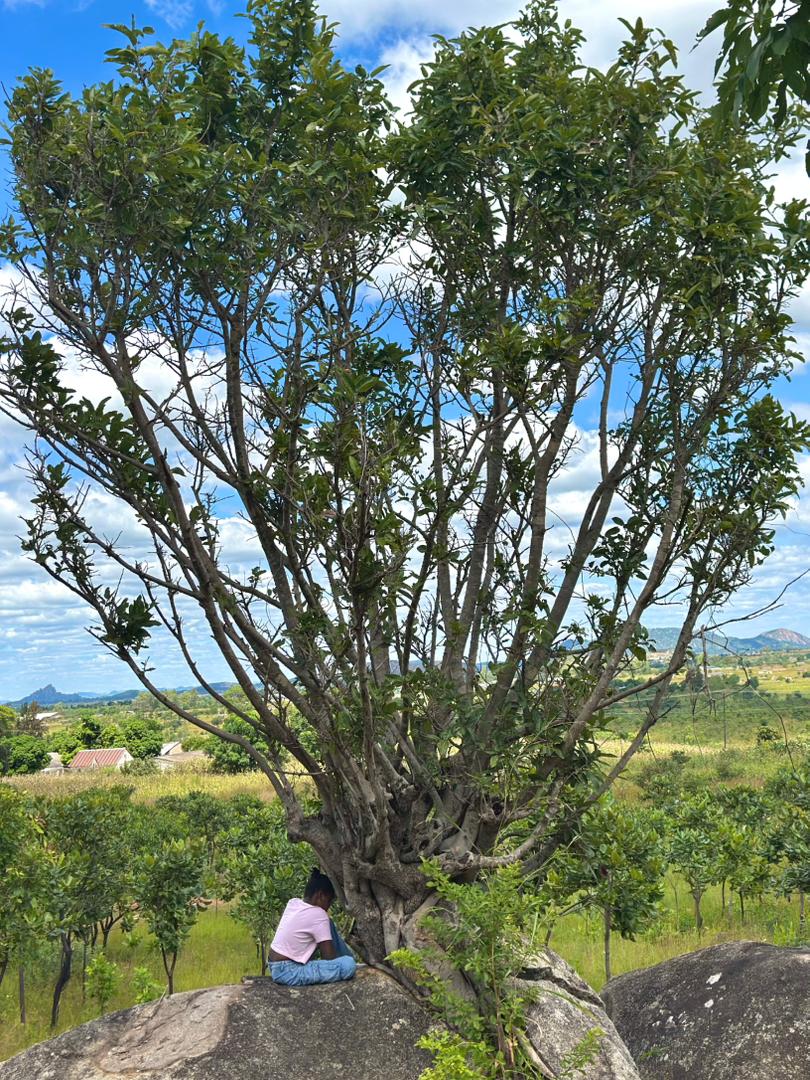 Person sitting peacefully on a rock beneath a sprawling tree